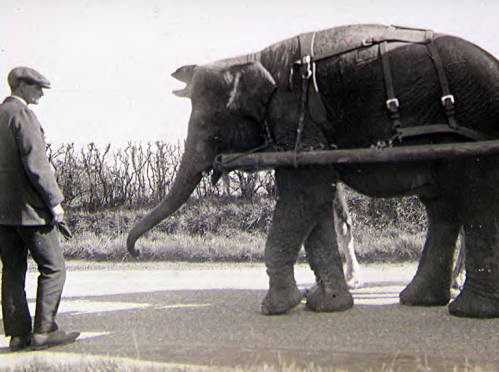 A Bostock and Wombell's Menagerie elephant pulling a cart Image: National Fairground and Circus Archive